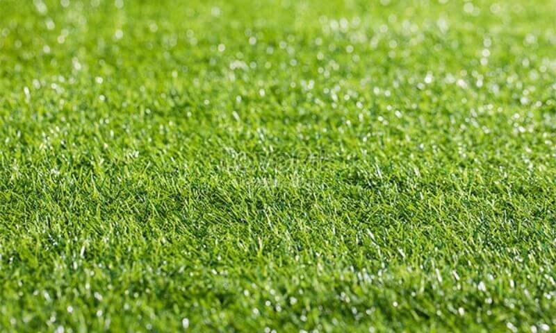 Các loại cỏ trồng sân bóng đá thông dụng