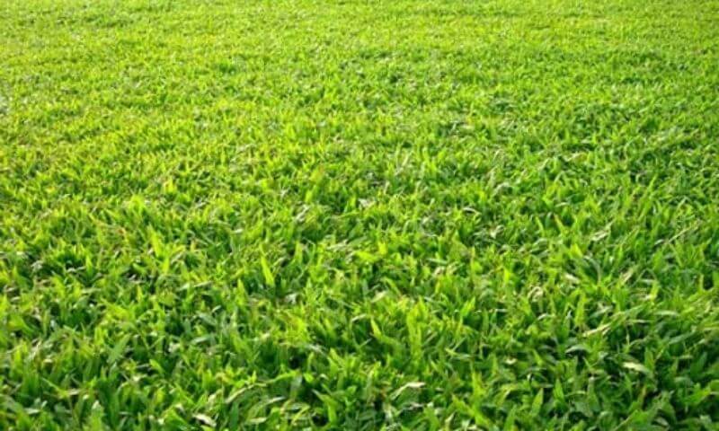 Lợi ích của việc chọn đúng loại cỏ trồng sân bóng đá
